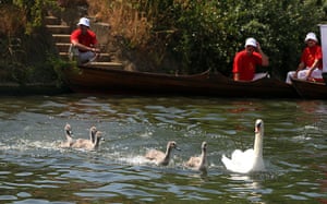 Image: 3 Canoes with one person each in a river with a mama swan and her 5 babies