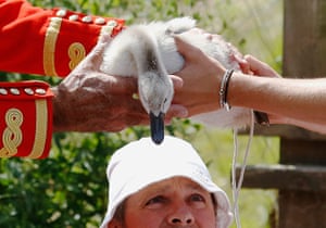 Image: Swan upping; a swan being held by 2 different people