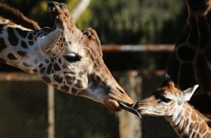 A 6-year-old male giraffe named Buddy interacts with his newborn baby at the Buenos Aires' zoo, Argentina.