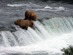 Explore camera trap: the brown bears of katmai