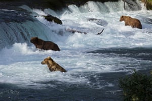 Explore camera trap: the brown bears of katmai