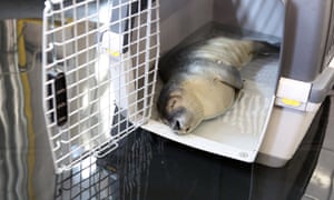 A three-week-old seal pup, who was named Robby by the Hamburg Fire Department, sleeps in a transport container from Friedrichskoog Seal Station at the Berlin Gate Fire and Rescue Station in Hamburg, Germany. Pedestrians discovered the young seal in the port and it was caught in a net and was rescued by fire department.
