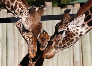Another cute picture of baby giraffe needs to be seen: Six-day-old newly born giraffe calf is seen next to its parents, father Buddy (L) and mother Jacky at their enclosure in Buenos Aires' zoo. Photograph: Enrique Marcarian/Reuters