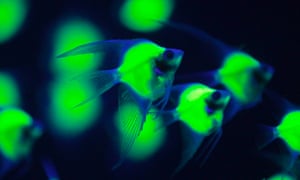 Glowfish: Genetically engineered Pterophyllum Scalara fish swim in a display at the 2013 Bio Expo in Taipei, Taiwan. The expo showcases companies and institutions involved in the research and development of innovative healthcare, agricultural, industrial and environmental biotechnology products.