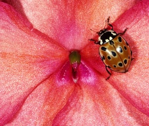 UK Ladybirds: Eyed ladybird on blossom / Anatis ocellata