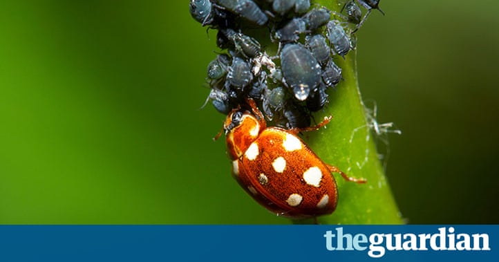 Cream spot ladybird feedi 013
