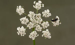 UK Ladybirds: Seven spot ladybird larva on a fool's parsley flowering umbel