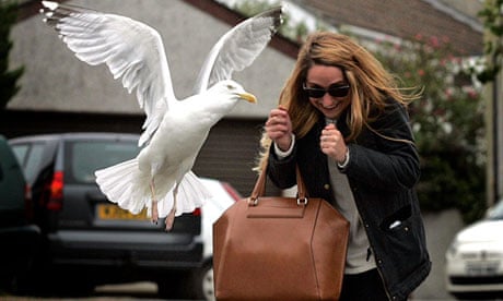 Ouch! A woman is attacked by a seagull on Liskey Hill Crescent in Perranporth, Cornwall.
