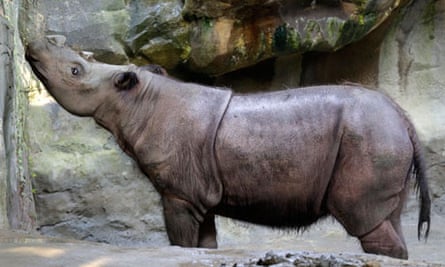 Cincinnati Zoo Seek To Mate Rare Sumatran Rhino With Her Brother Endangered Species The Guardian