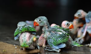 Baby Parrots seen after they were caught and preserved by local hunters for sale.