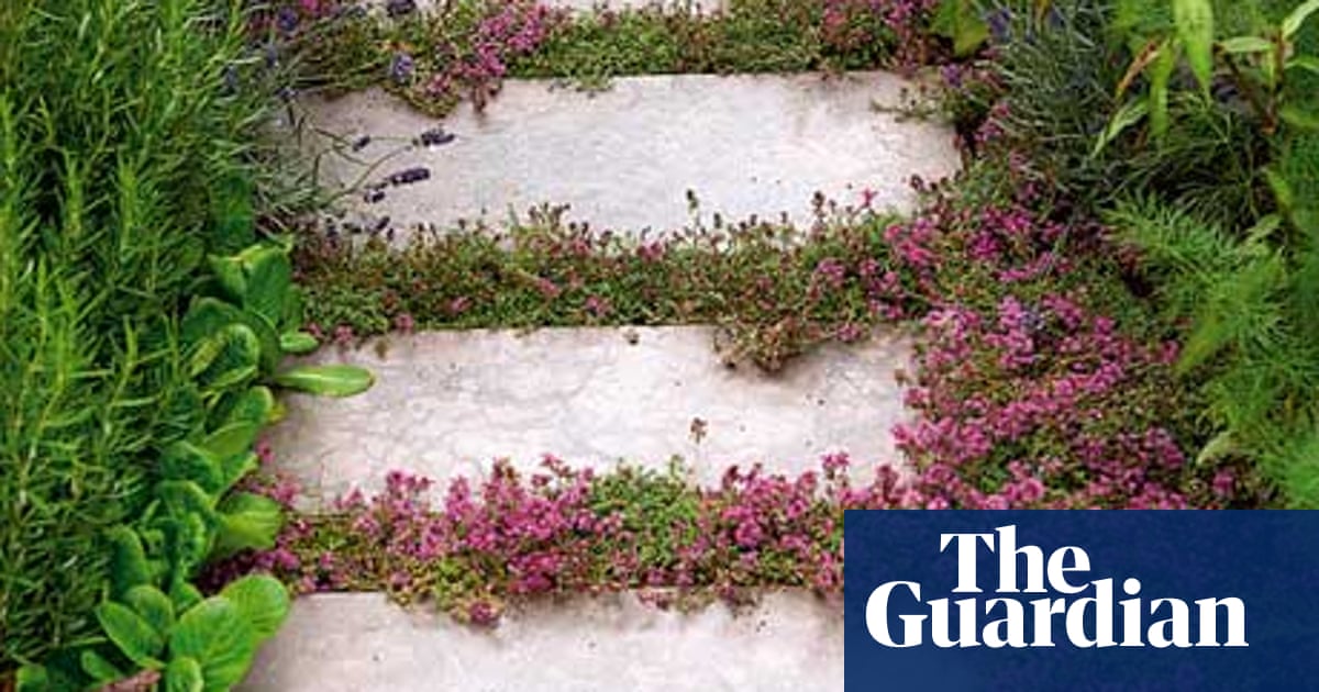 Gardens Plants For Cracks Life And Style The Guardian
