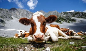 Anyone for hot milk? Cows lie in the summer sun in front of Hafelekar mountain in Innsbruck in Austria.