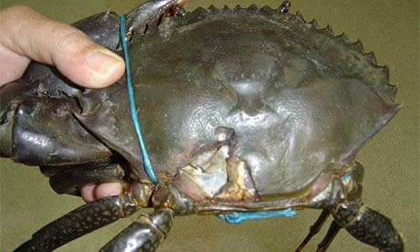 How to catch mud crabs - Fishing World Australia