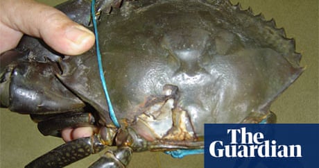 Gladstone Harbour dredging project linked to mud crab ...