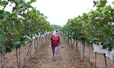 A worker in a vineyard in the Shandong province of China