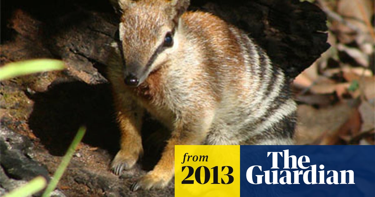 Environmentalists urge Rudd to scrap 'failed' forestry deal with states | Endangered  species | The Guardian