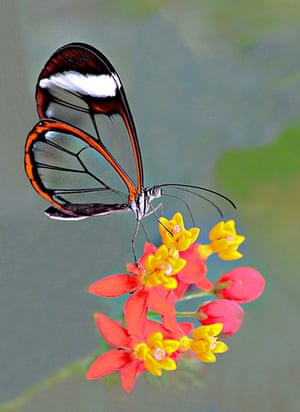 Your Pictures - Tropical: Glass winged butterfly on a flower 