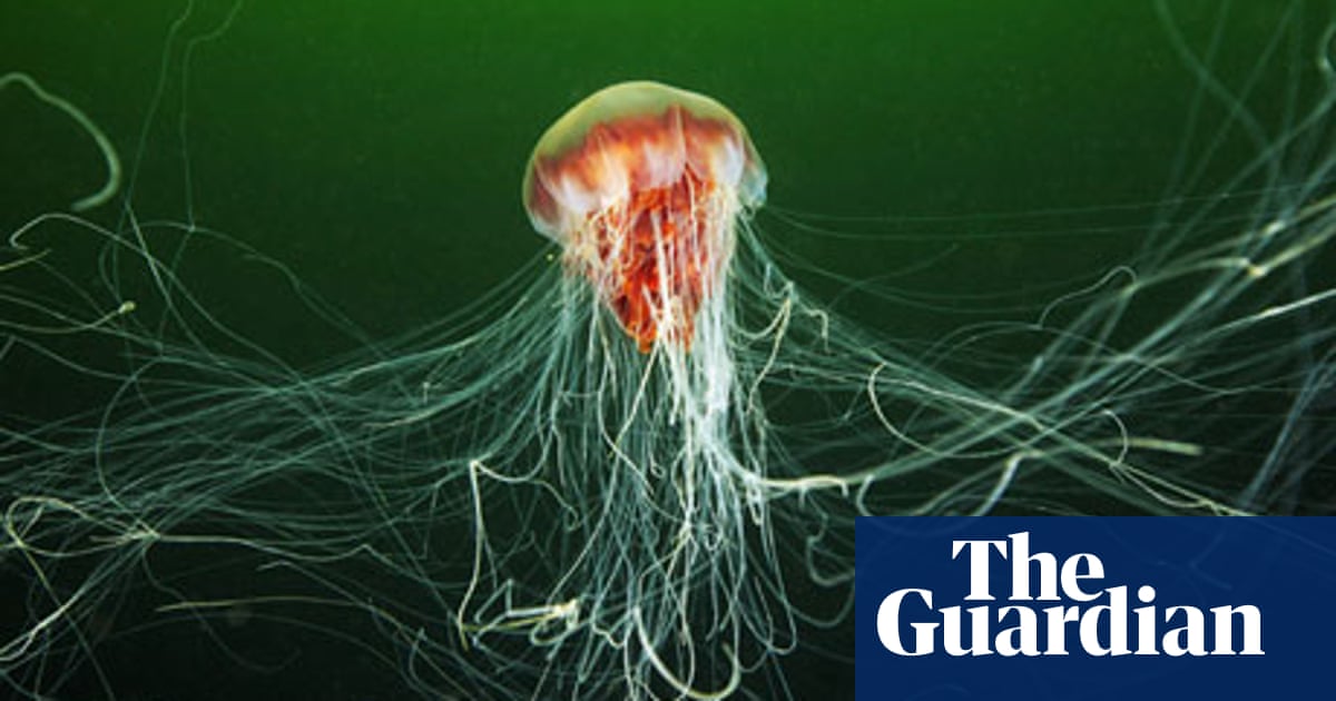 Jellyfish Welcome To Britain Marine Life The Guardian