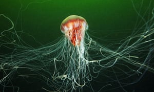 jellyfish welcome to britain
