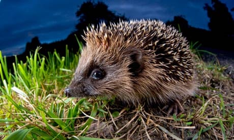Hedgehog wins UK natural emblem poll | Wildlife | The Guardian