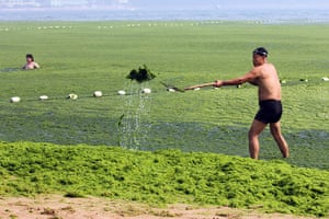 China algae: A beachgoer tries to clear a part of an algae