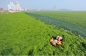 China algae: A boy man lies on a beach