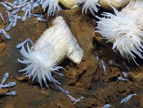 Anemones and shrimp living at a hydrothermal vent