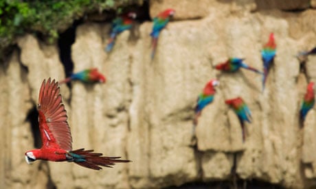 A Red and Green Macaw flies next to a clay lick at the Manu Biosphere Reserve