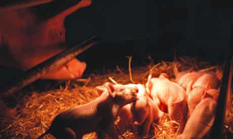 pork industry