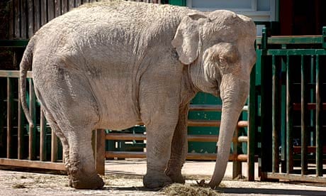 Plan to ban wild animals in travelling circuses 'goes too far' | Animal welfare | The Guardian Plan to ban wild animals in travelling circuses 'goes too far' | Animal welfare | The Guardian