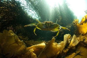 Hebrides BBC Series: Crab Descends