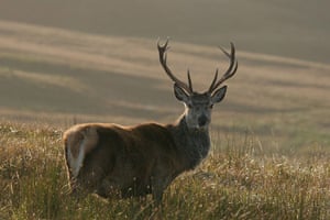 Hebrides BBC Series: Young stag