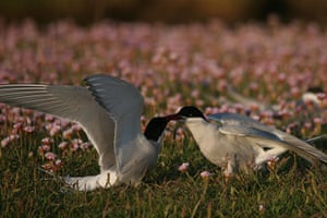 Hebrides BBC Series: Artic terns
