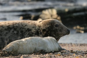 Hebrides BBC Series: Grey seals