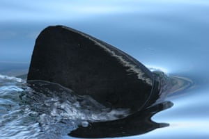 Hebrides BBC Series: basking shark