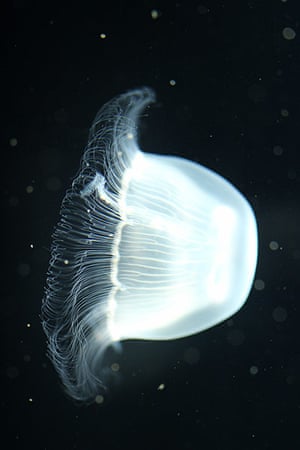 Hebrides BBC Series: Jellyfish