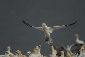 Hebrides BBC Series: Gannets