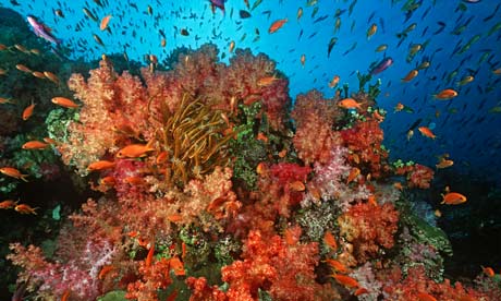 Caribbean has lost 80% of its coral reef cover in recent years