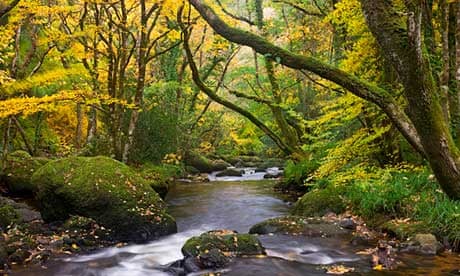 Fingle Woods on the fringes of Dartmoor