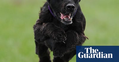 Kennel Club International Dog Agility Festival In