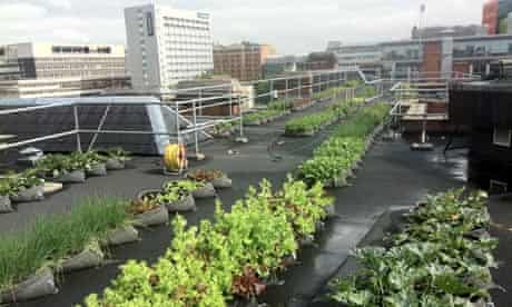 Offices Are Turning Their Roofs Into Edible Gardens And Bee Sanctuaries Guardian Sustainable Business The Guardian