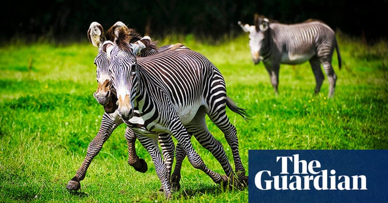 Top 10 mammals surviving with help from zoos - in pictures