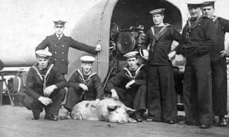 Tirpitz the pig at Royal Navy’s training facility in Portsmouth Harbour