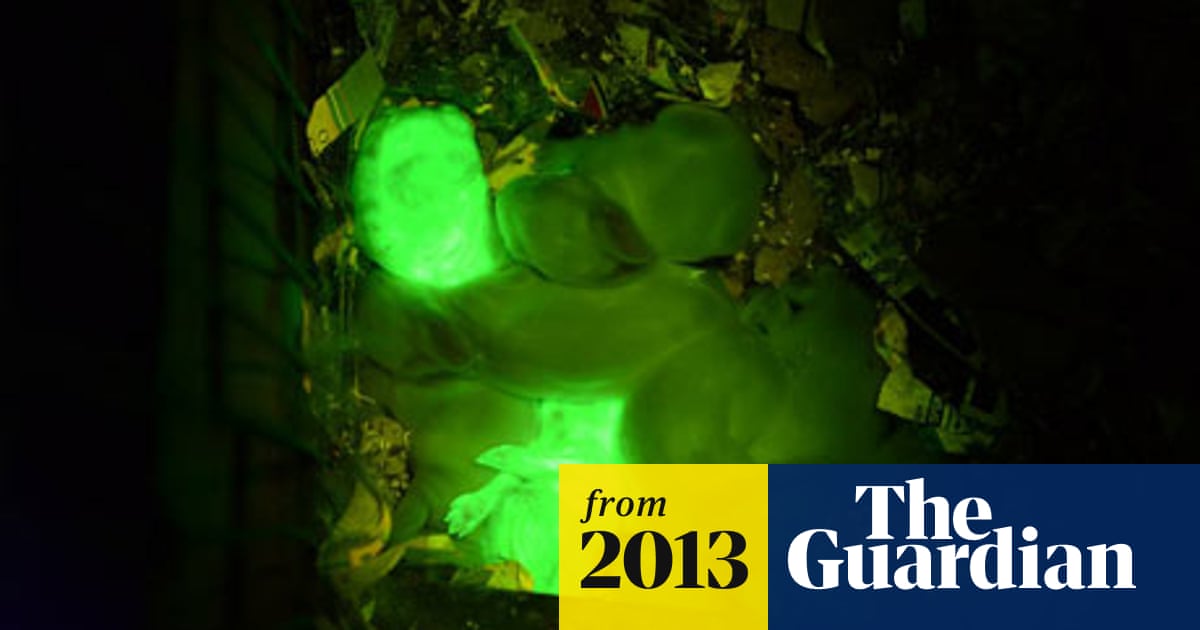 Scientists breed glow-in-the-dark rabbits | Animals | The Guardian