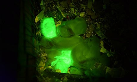Scientists breed glow-in-the-dark rabbits | Animals | The Guardian