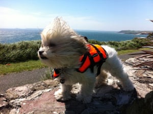 Stylish pets on holiday: little dog in wind