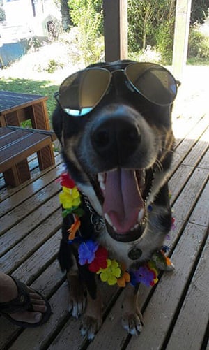 Stylish pets on holiday: dressed up dog