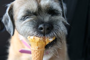 Stylish pets on holiday: dog eating ice cream