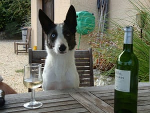 Stylish pets on holiday: Dog with a glass of wine