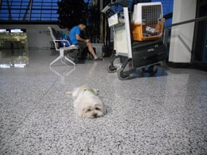 Stylish pets on holiday: dog in airport